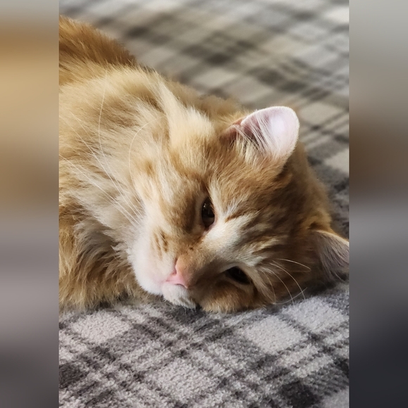 Meet your Posher, Emma - Picture 1 of 1